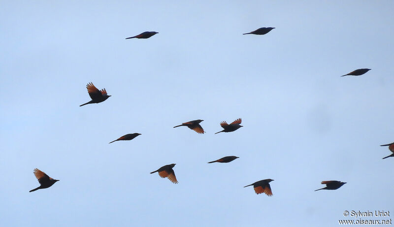 Red-winged Starlingadult