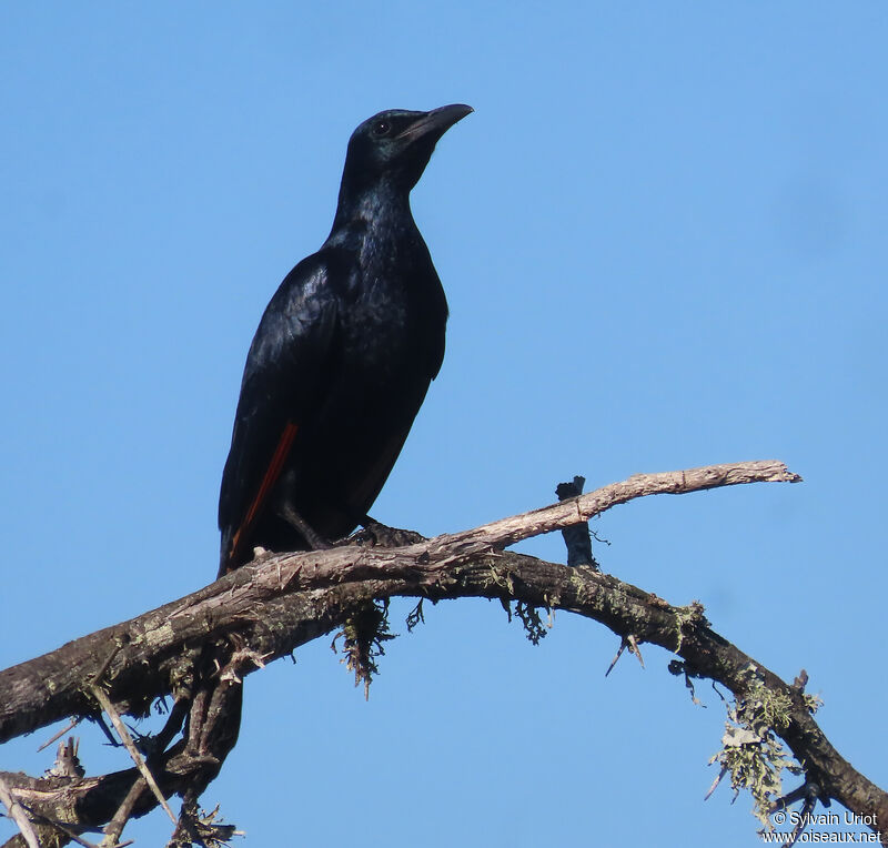 Red-winged Starling male adult