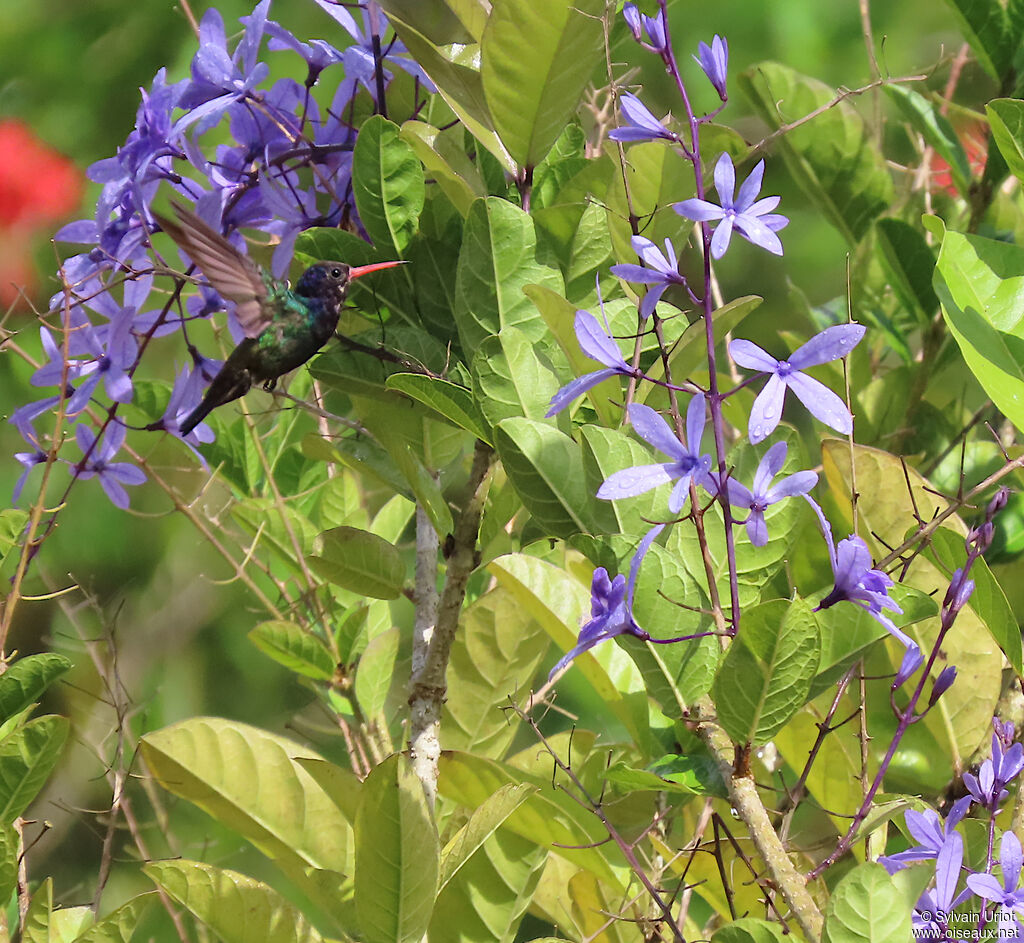 Saphir azuré mâle adulte