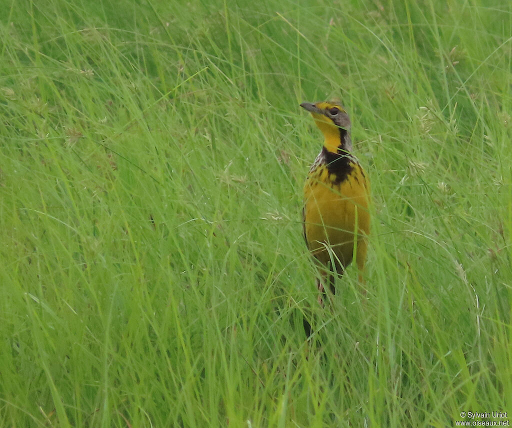 Yellow-throated Longclawadult