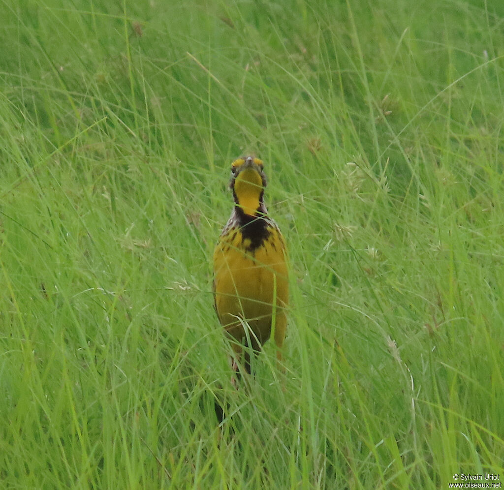 Yellow-throated Longclawadult