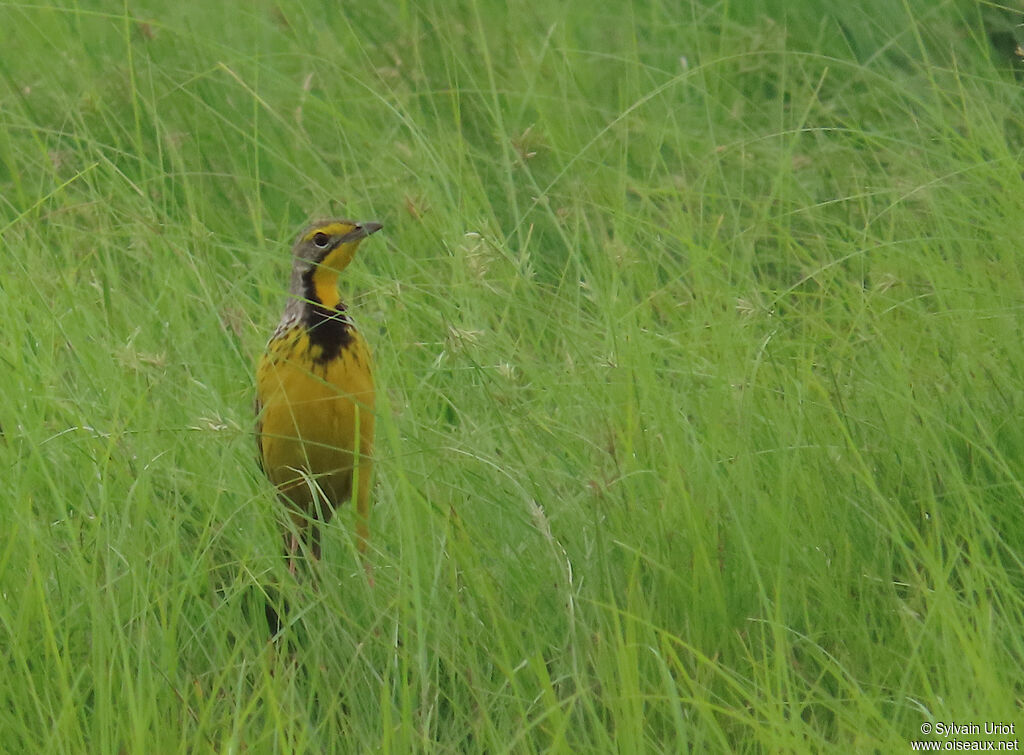 Yellow-throated Longclawadult