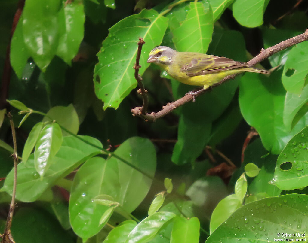 Serin du Mozambiqueadulte