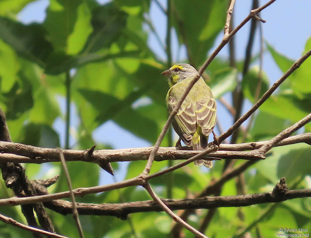 Serin du Mozambiqueadulte