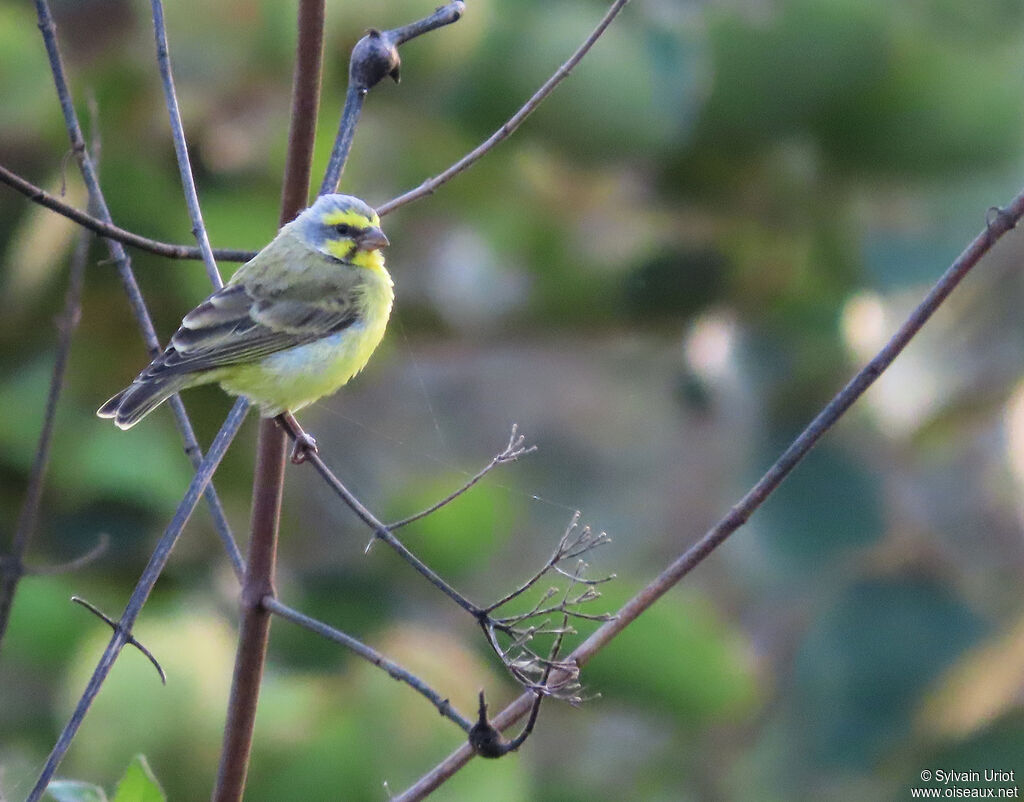 Serin du Mozambiqueadulte