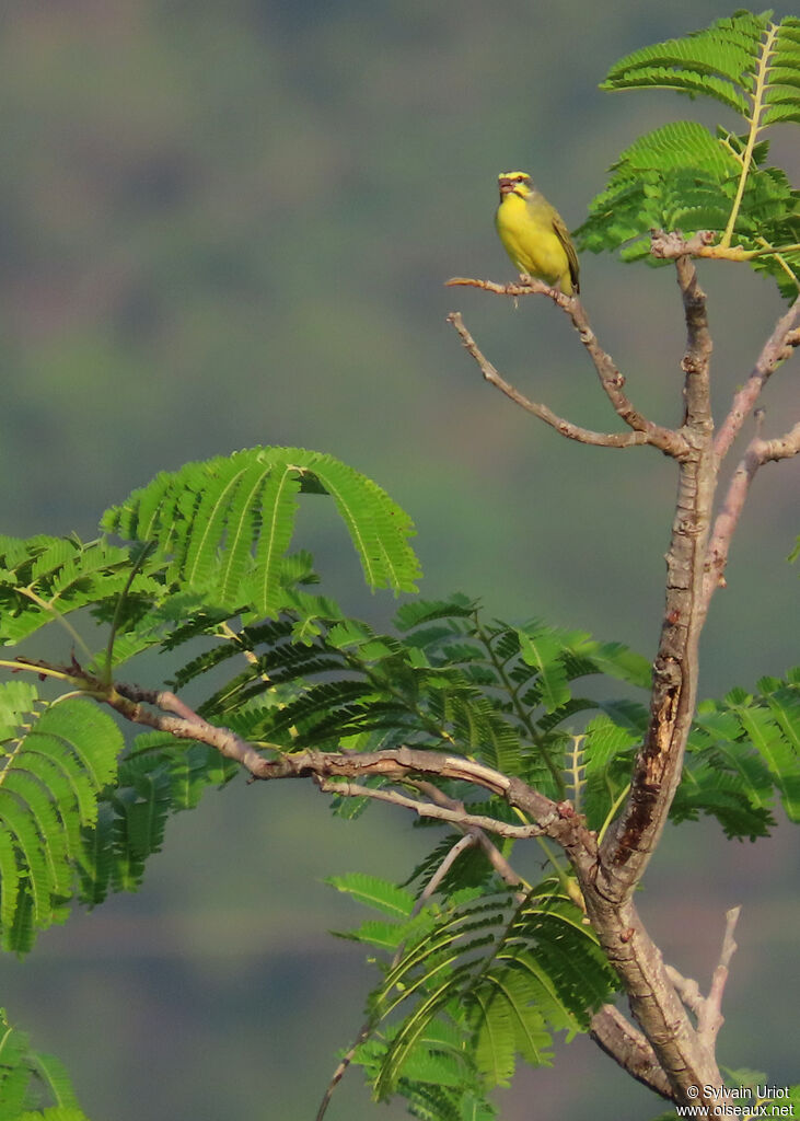 Serin du Mozambiqueadulte