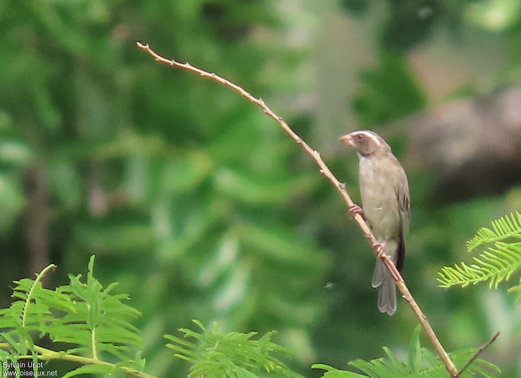 Serin ouest-africainadulte