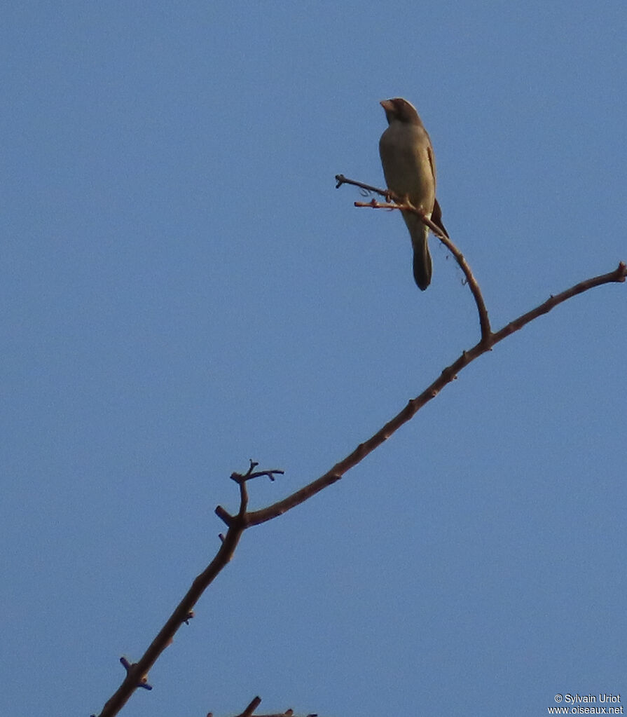 Serin ouest-africainadulte
