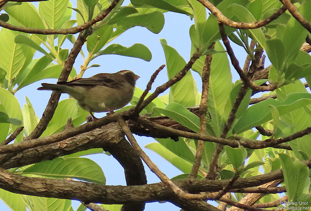 Serin ouest-africainadulte