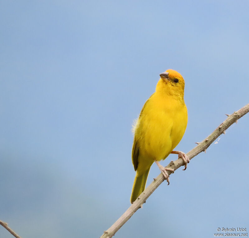 Saffron Finch male adult