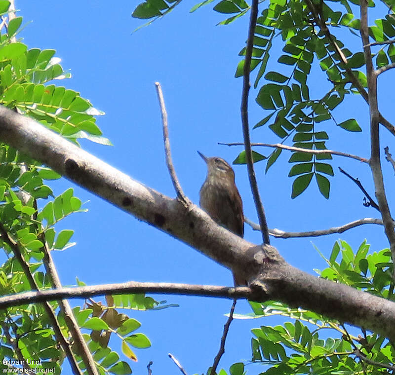 Slender-billed Xenopsadult, habitat, pigmentation