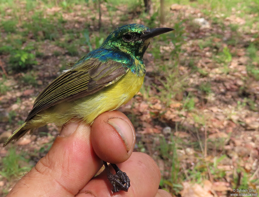 Collared Sunbird male adult