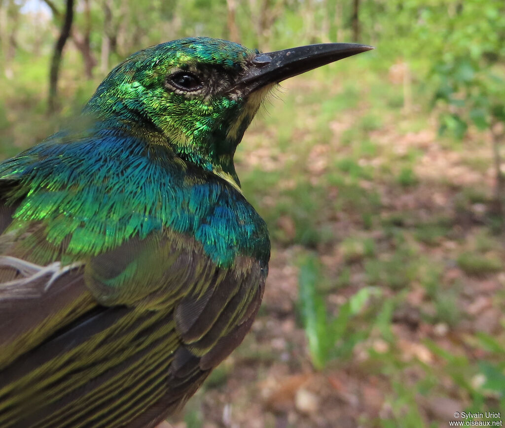 Collared Sunbird male adult