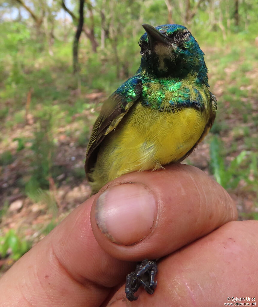 Collared Sunbird male adult