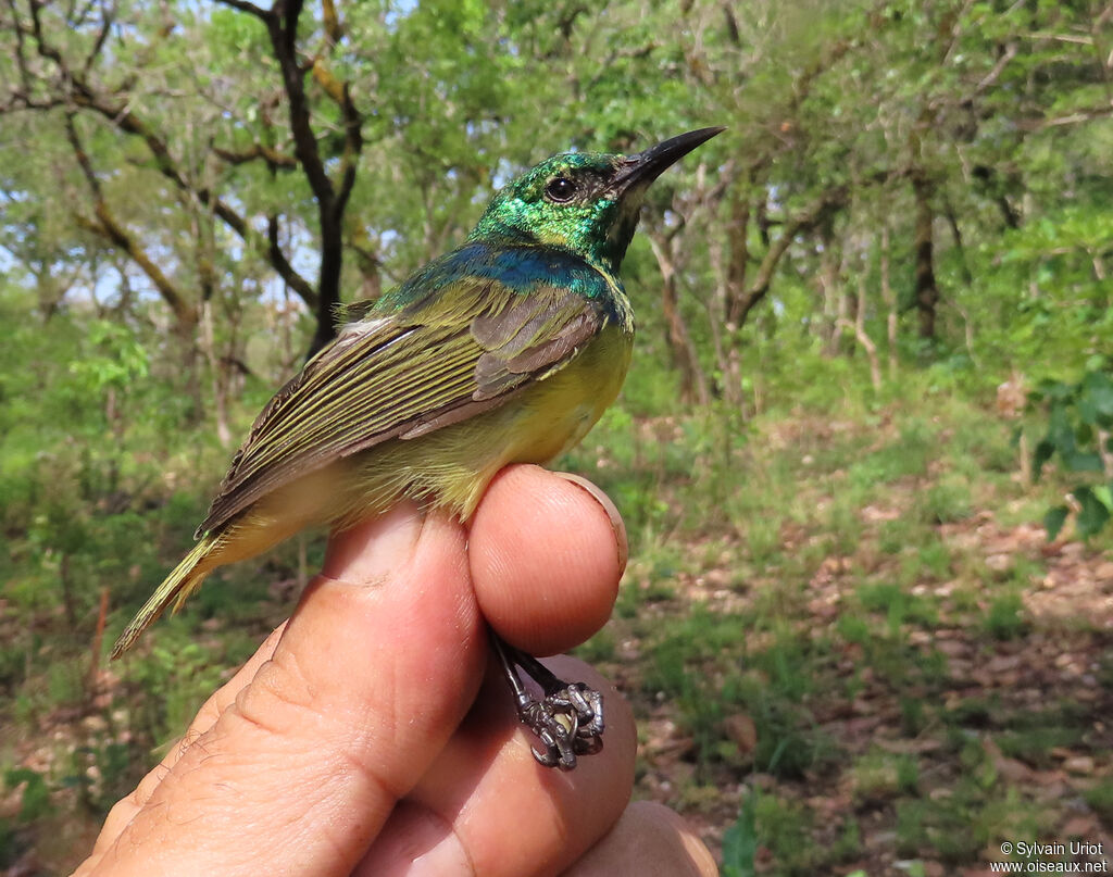 Collared Sunbird male adult