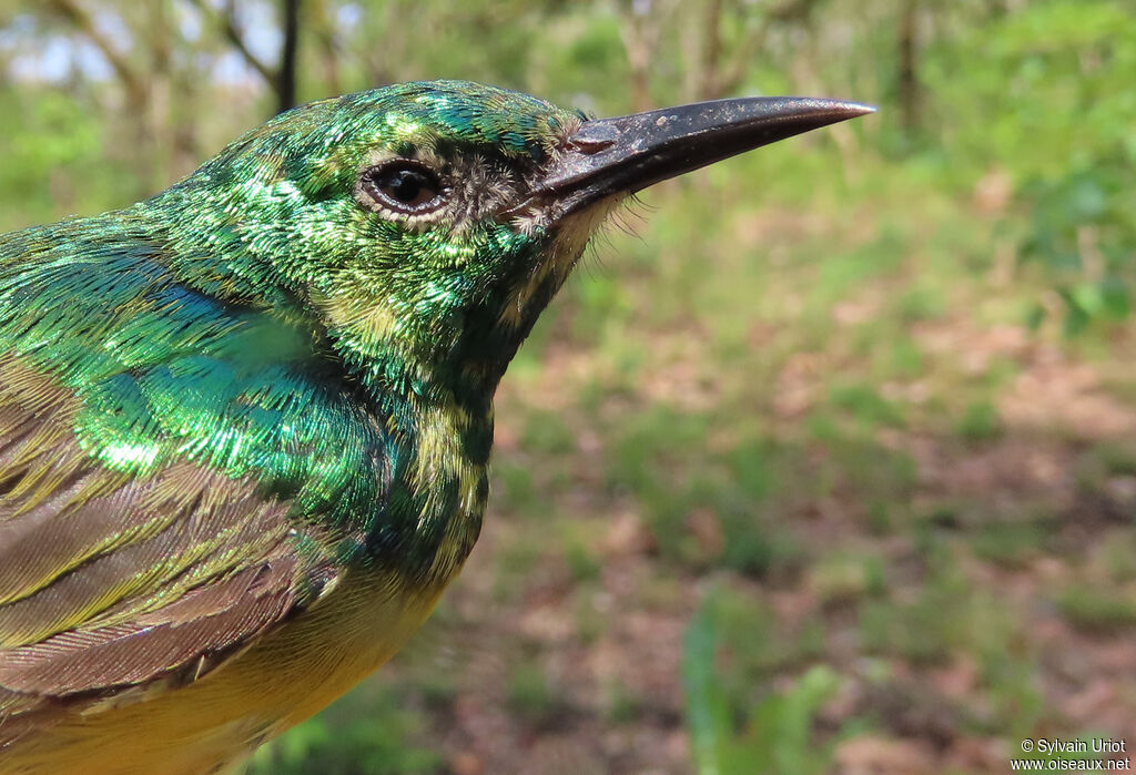Collared Sunbird male adult