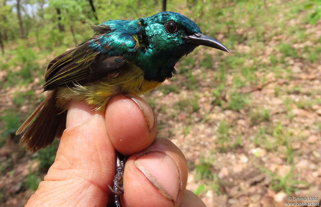 Collared Sunbird male adult