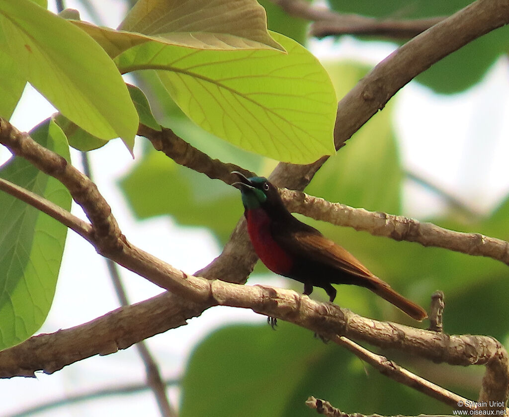 Scarlet-chested Sunbird male adult