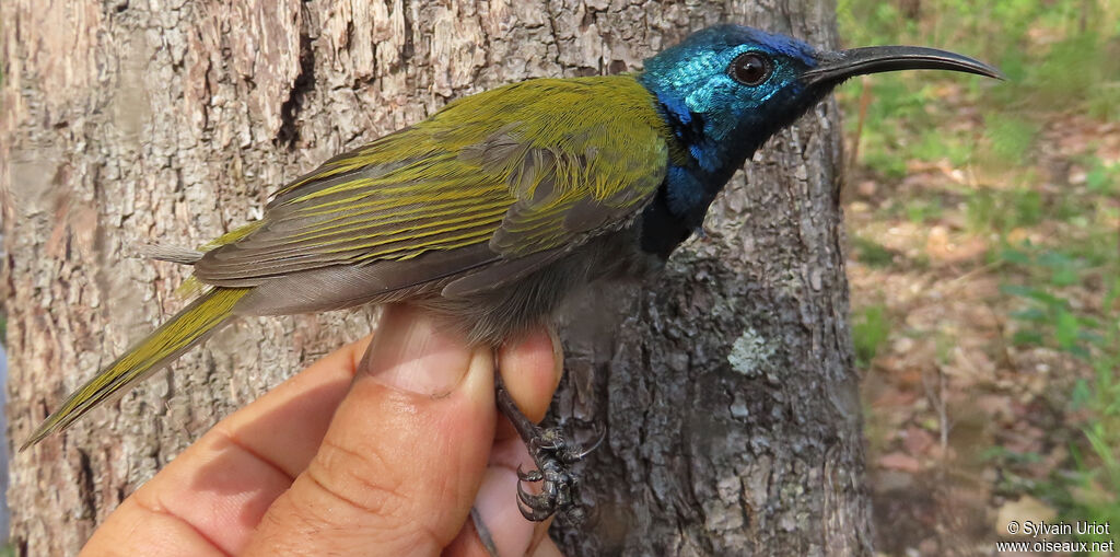Green-headed Sunbird male adult