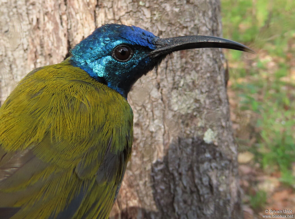 Green-headed Sunbird male adult