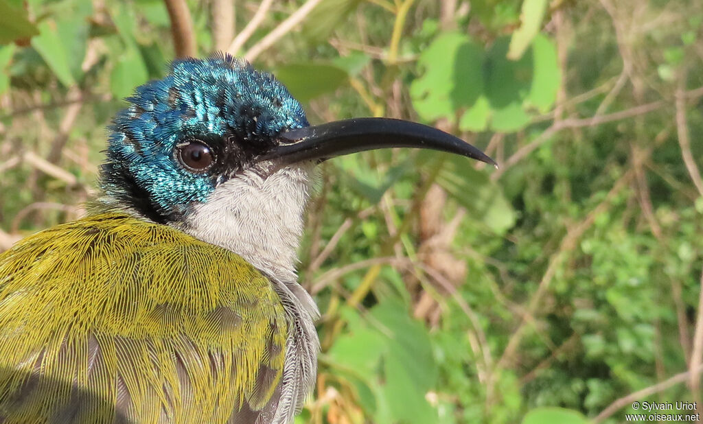Green-headed Sunbird female adult