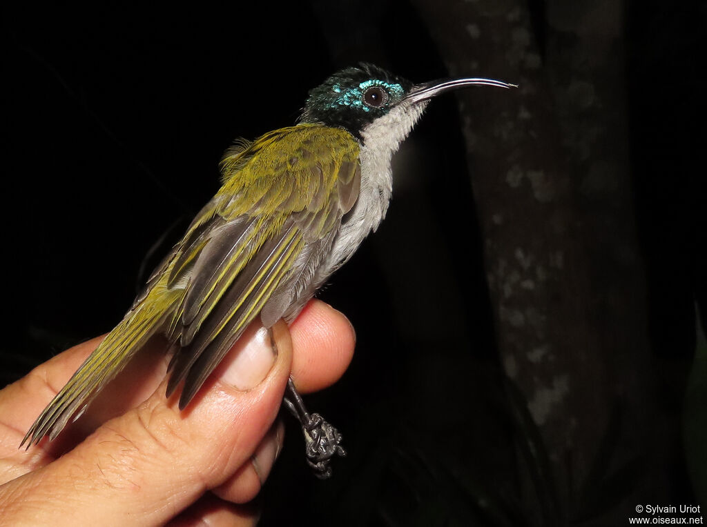 Green-headed Sunbird female adult