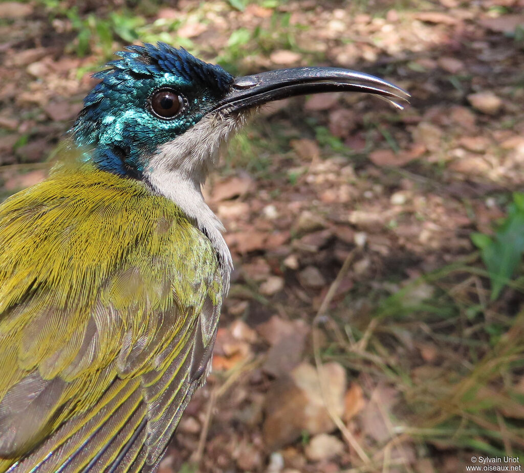 Green-headed Sunbird female adult