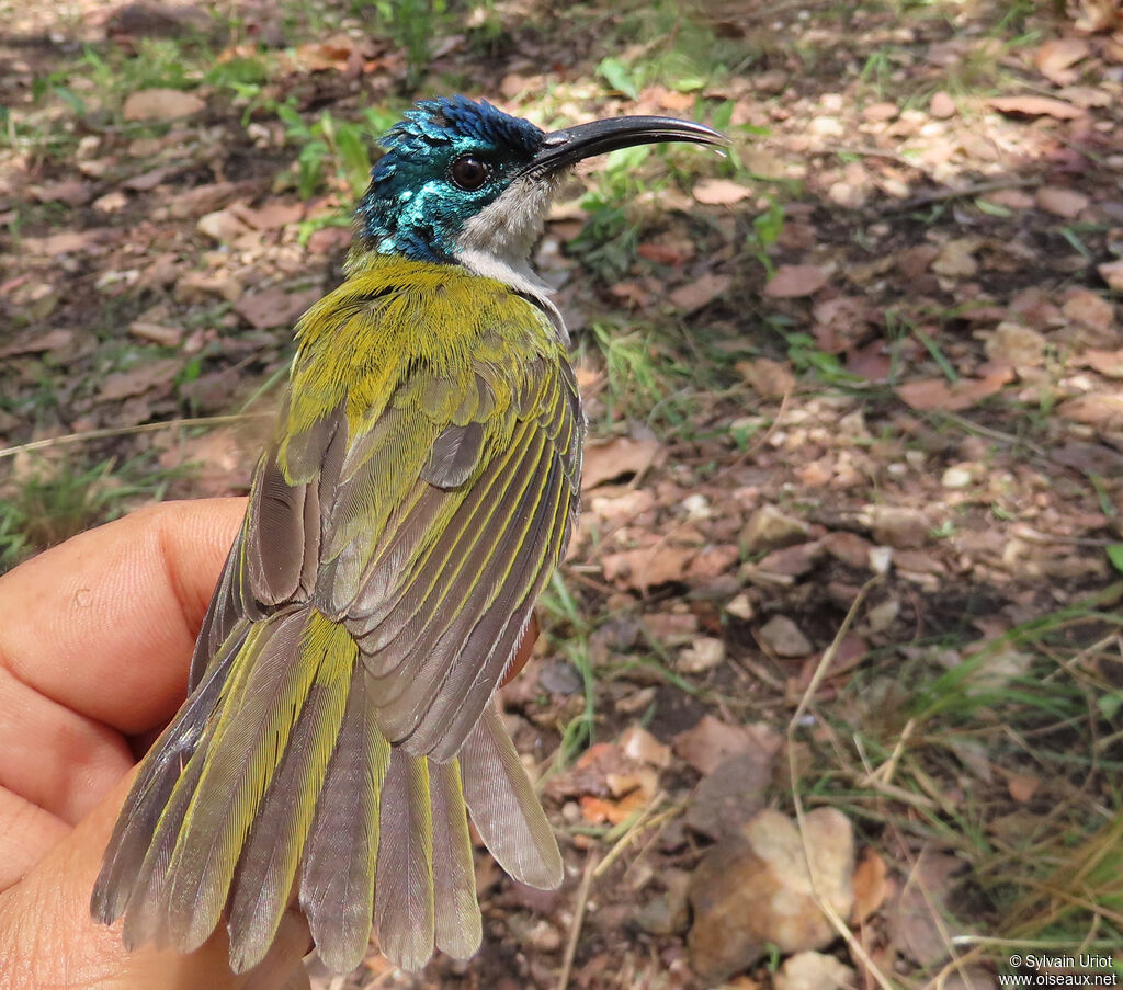 Green-headed Sunbird female adult