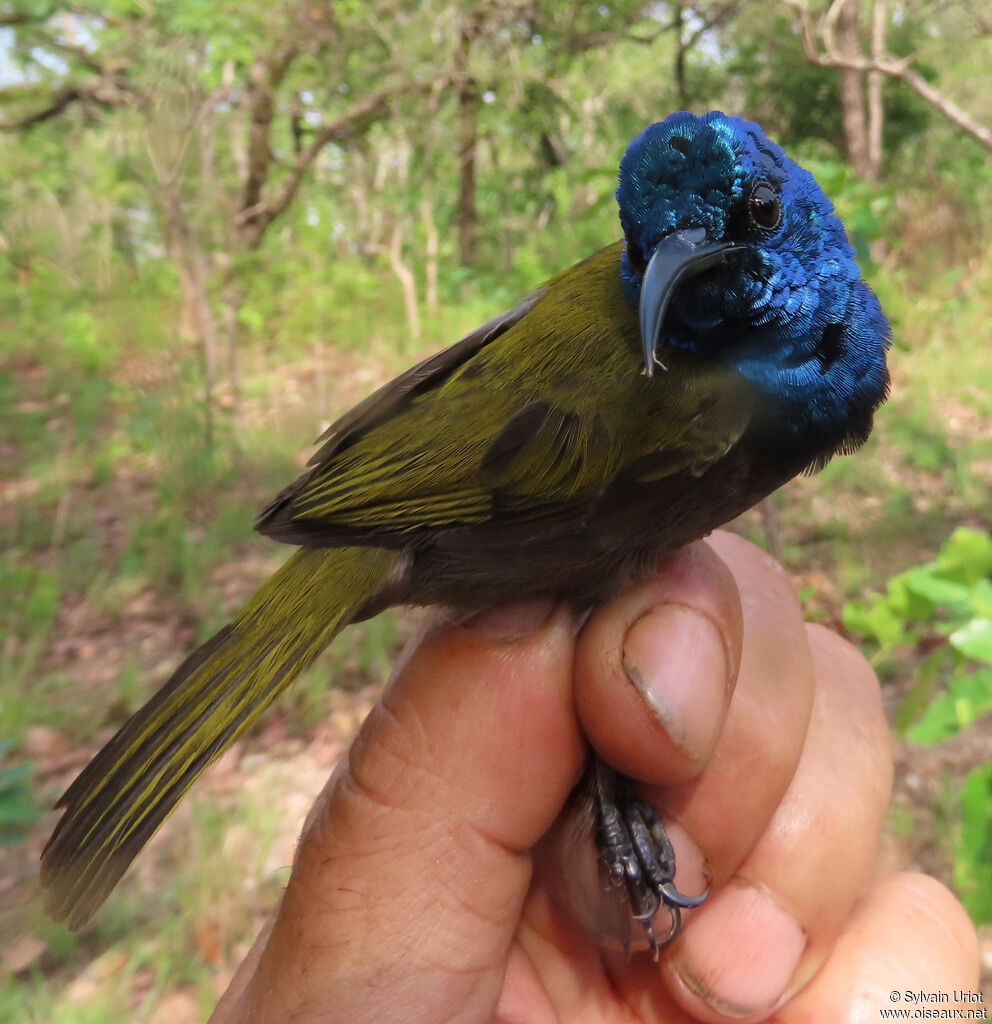 Green-headed Sunbird male adult