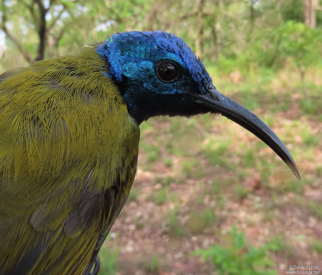 Green-headed Sunbird male adult