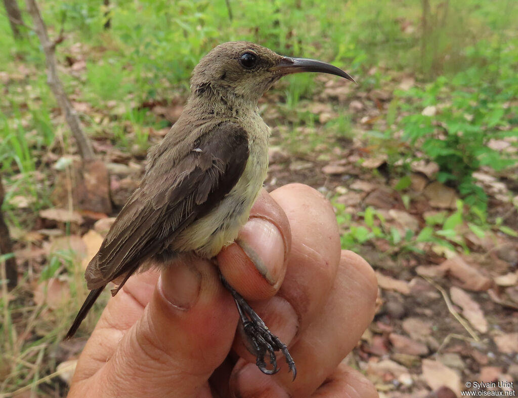 Variable Sunbird female adult