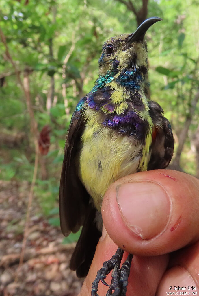 Variable Sunbird male immature