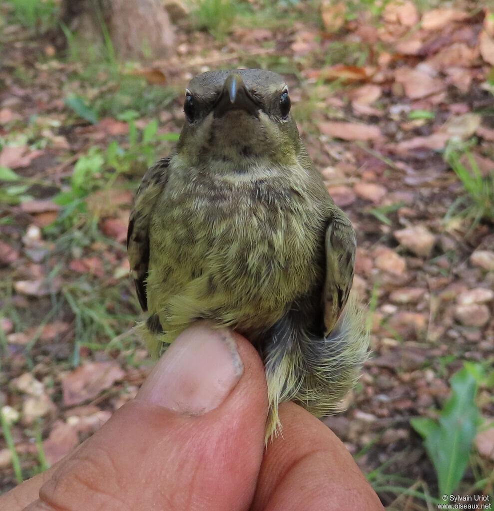 Splendid Sunbird female adult