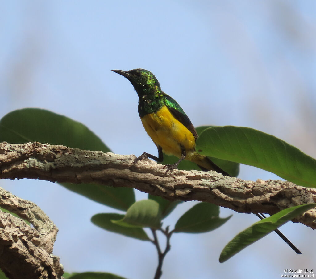 Pygmy Sunbird male adult