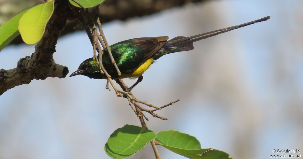 Pygmy Sunbird male adult