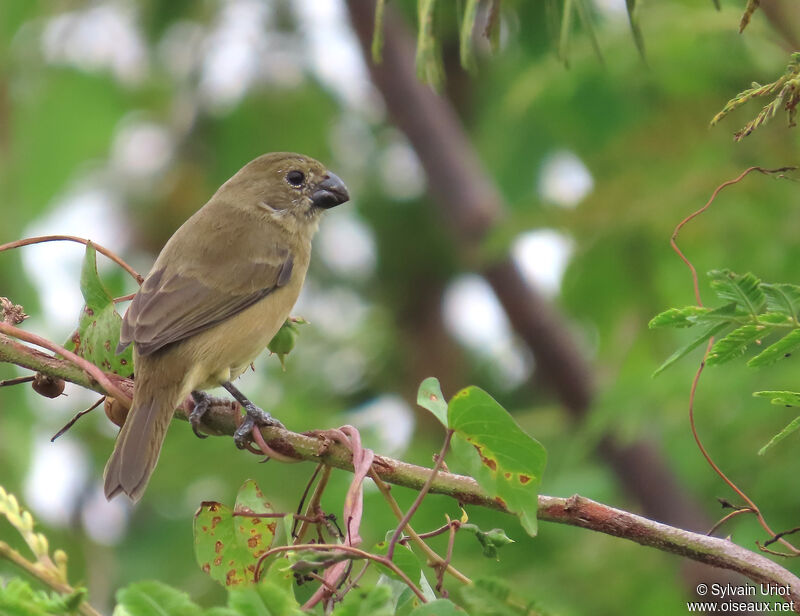 Wing-barred Seedeater female adult