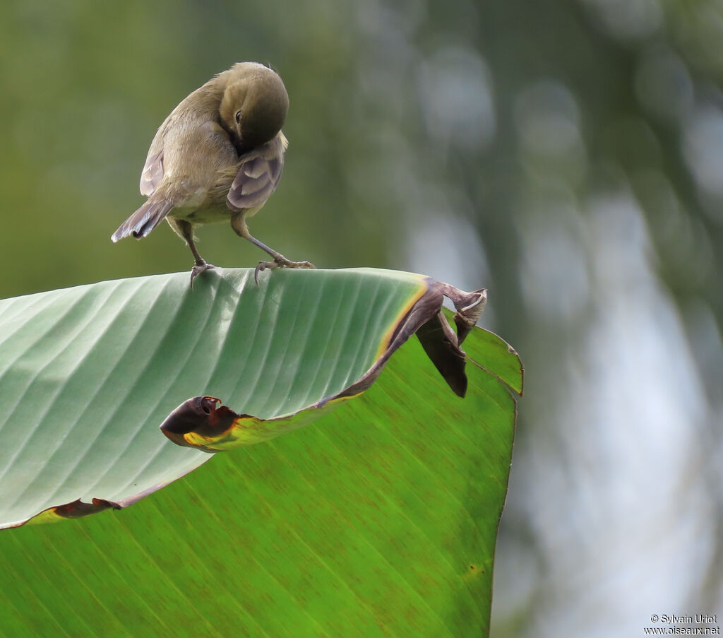 Sporophile à ventre châtain femelle adulte