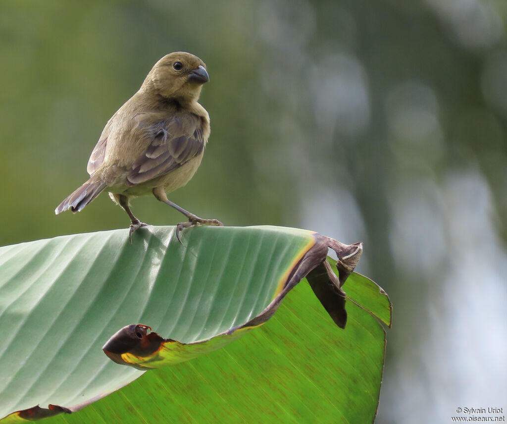 Sporophile à ventre châtain femelle adulte