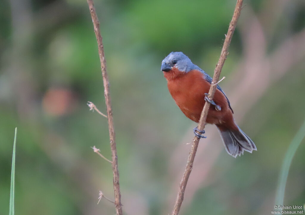 Ruddy-breasted Seedeater