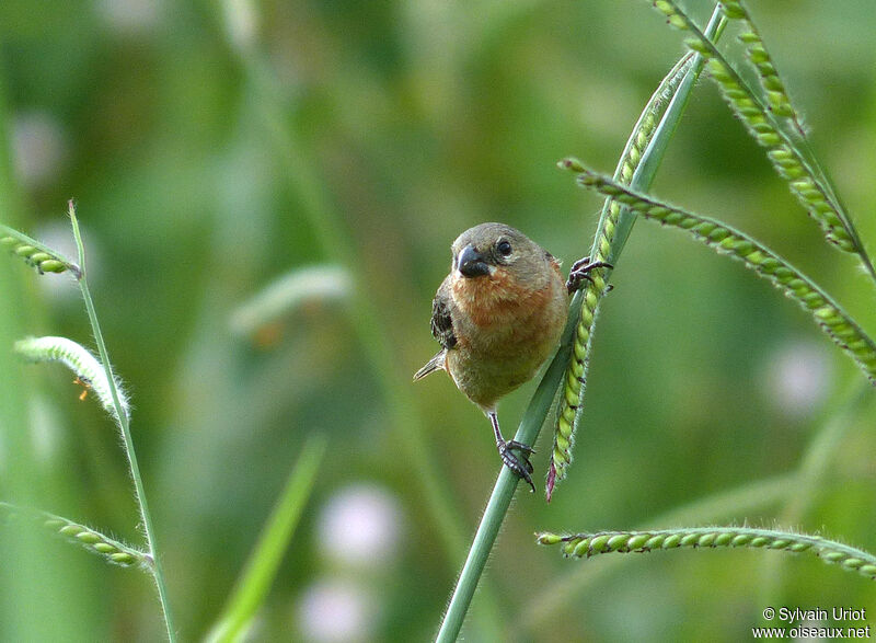 Ruddy-breasted Seedeater male adult post breeding