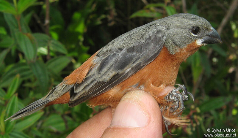 Ruddy-breasted Seedeater male adult