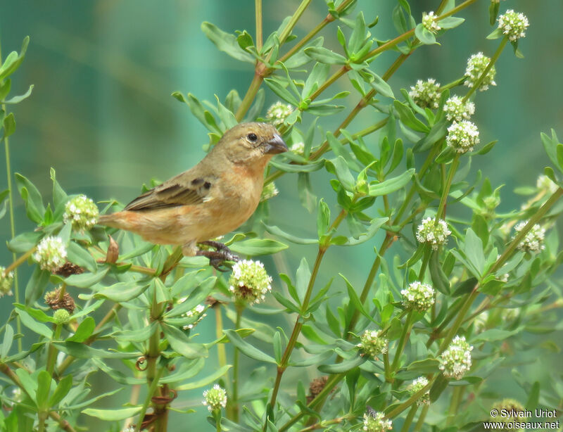 Ruddy-breasted Seedeater male immature