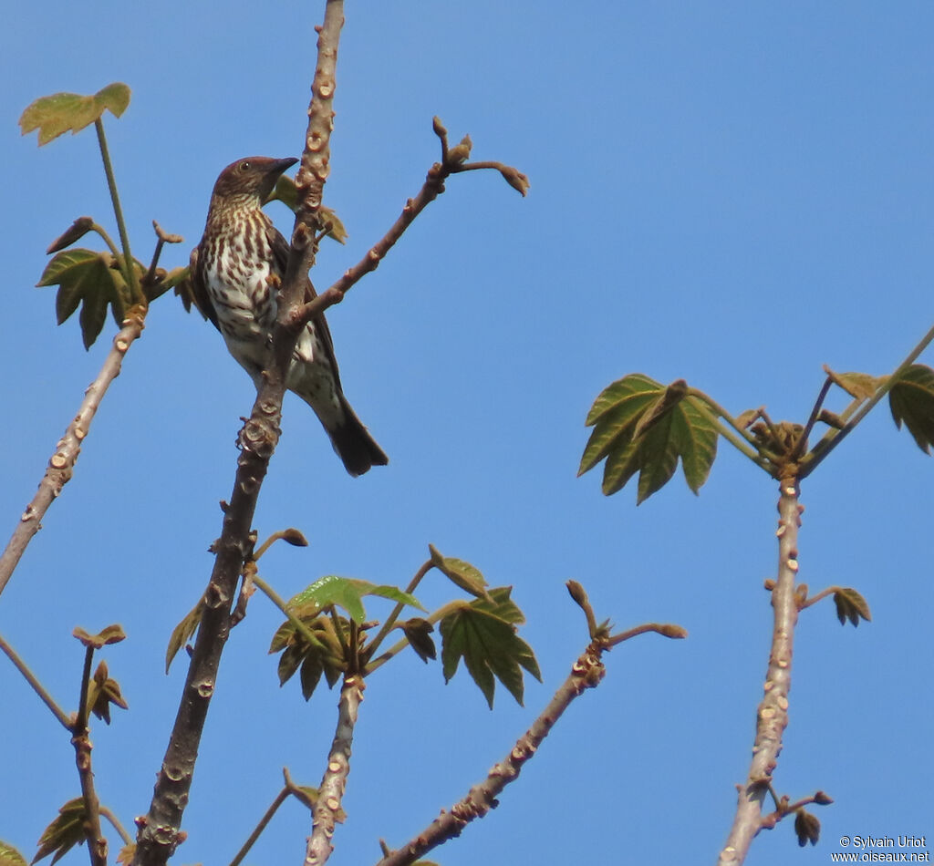 Violet-backed Starling female adult