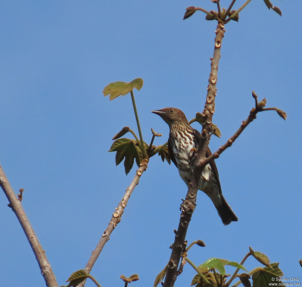 Violet-backed Starling female adult