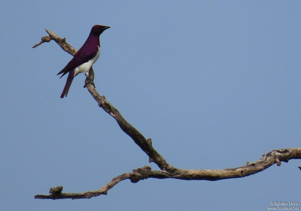 Violet-backed Starling male adult