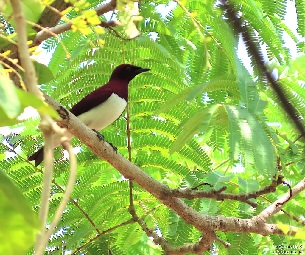 Violet-backed Starling male adult