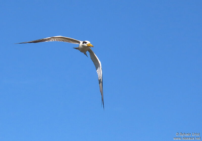 Large-billed Ternadult post breeding