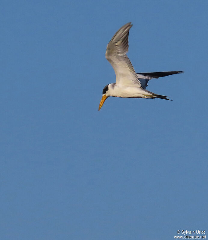 Large-billed Ternadult breeding