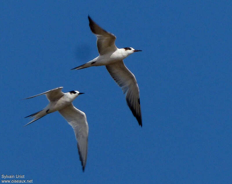 Arctic Ternadult post breeding, Flight