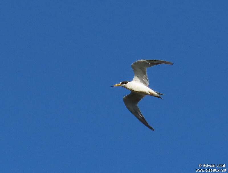 Yellow-billed Ternadult breeding